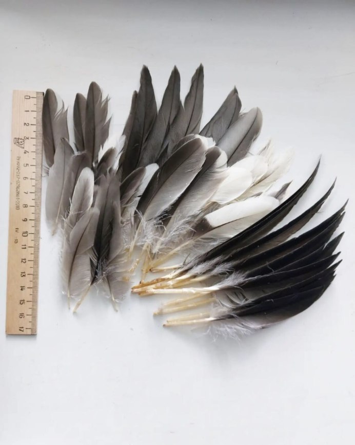 Гусеобразные Утиные кряква