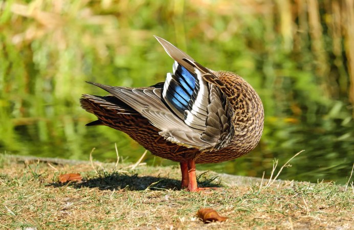 Перо дикой утки