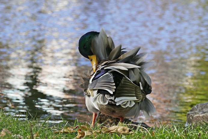 Перо индейки