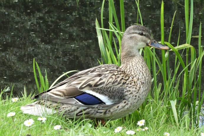 Кряква утка