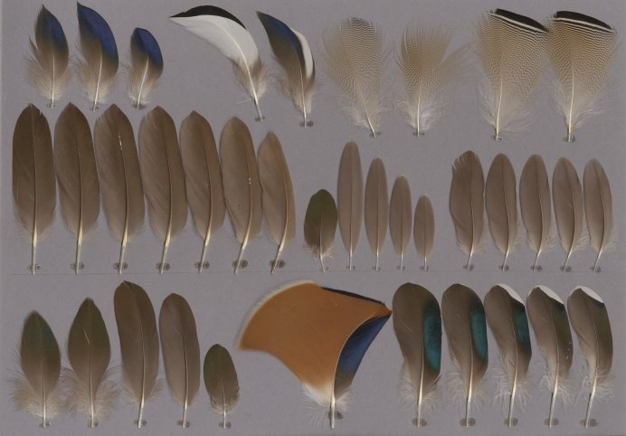 Перья кряквы