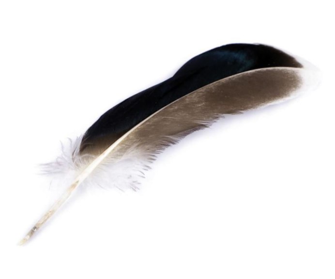 Перья уток