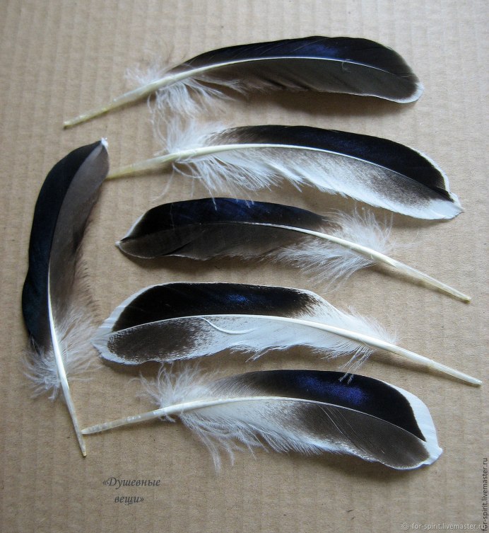 Перо селезня