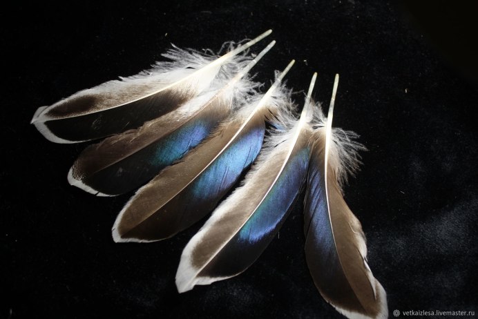 Оперение гусей