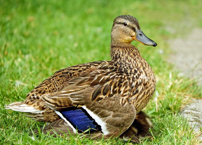 Черная утка картинка