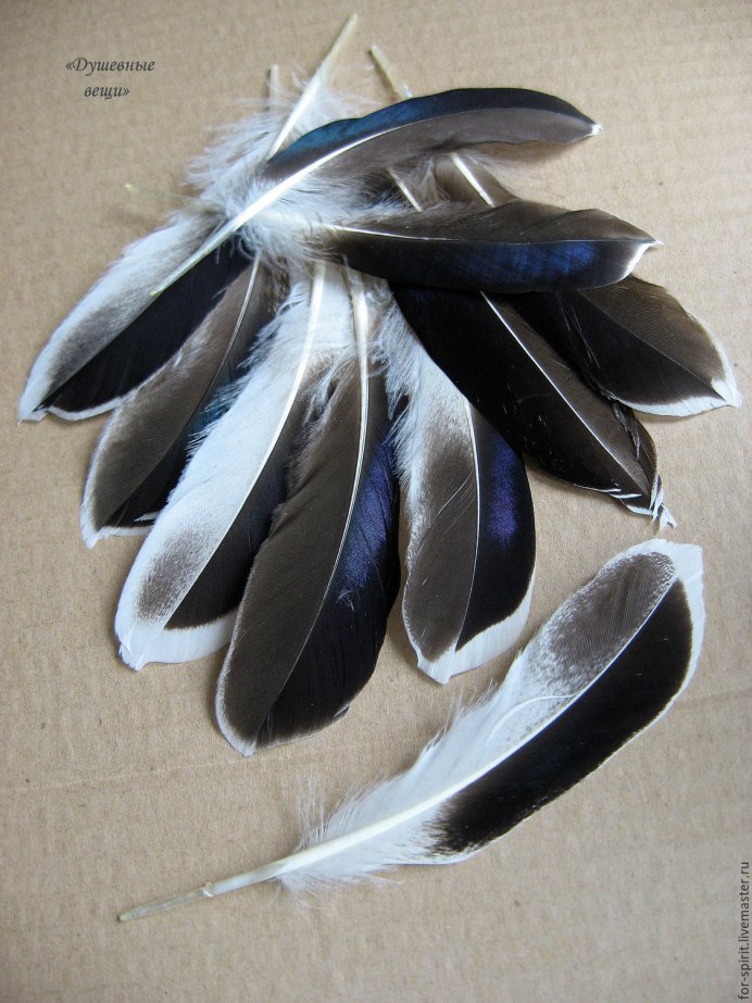 Селезень Кэркем