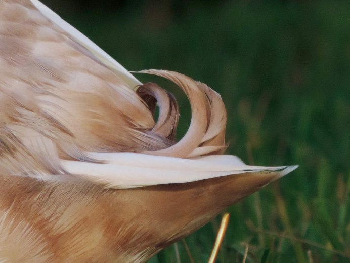 Крылья селезня кряквы