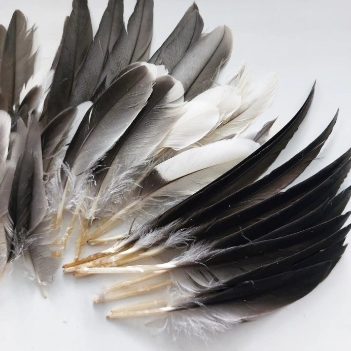 Перо на траве