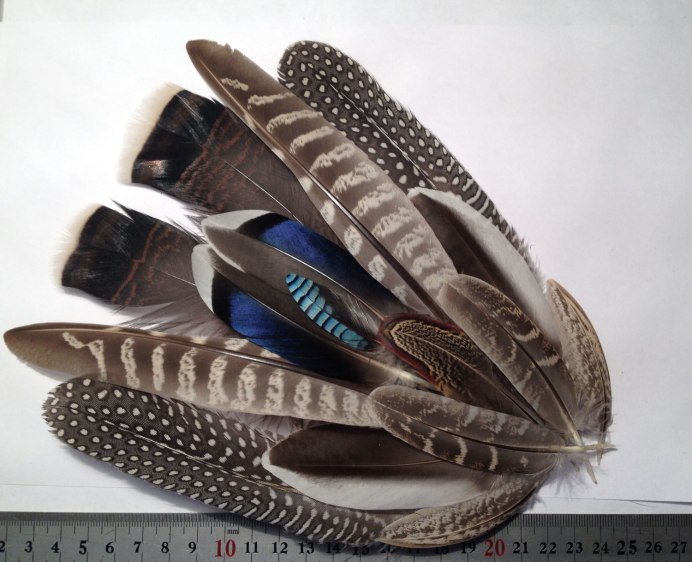 Перья экзотических птиц
