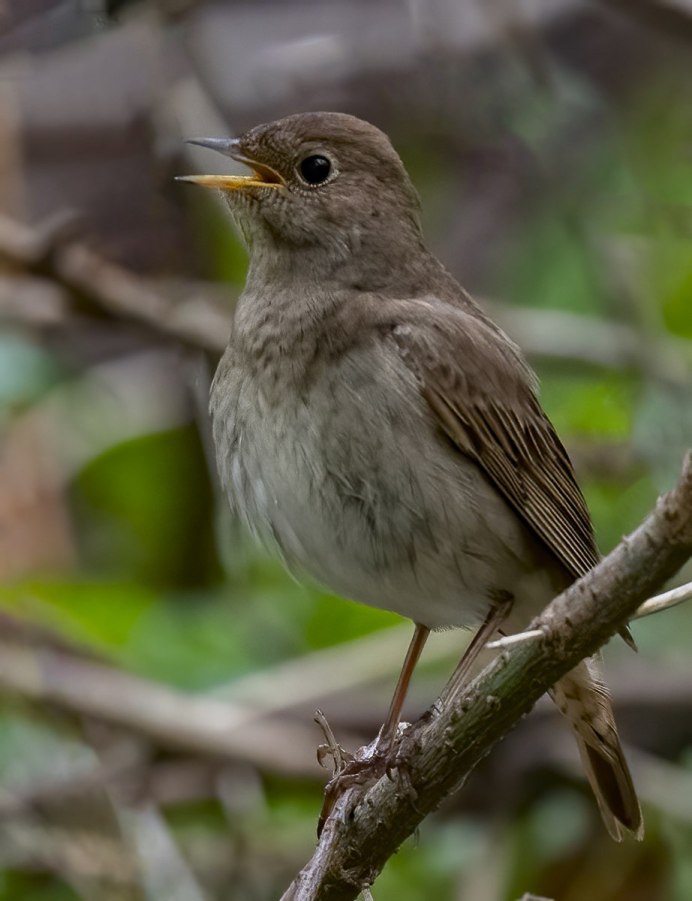 Соловей обыкновенный гнездо
