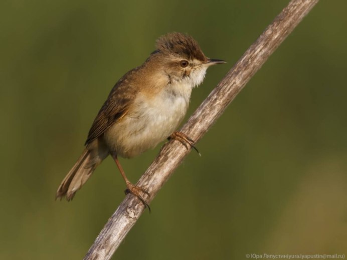 Варакушка птица самка и самец