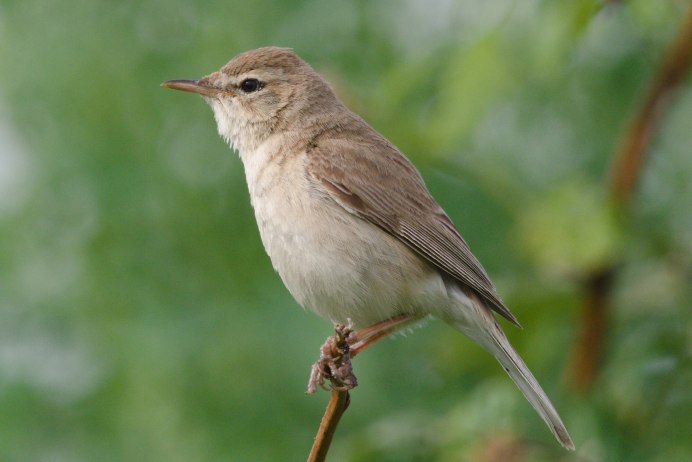 Варакушка птица самец