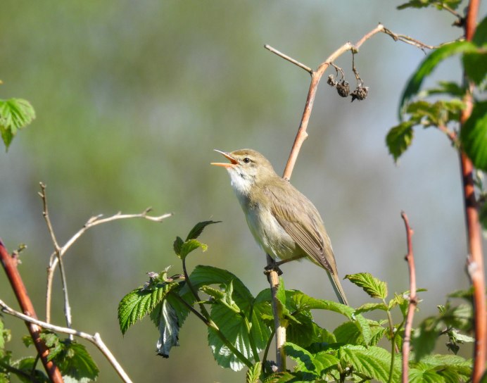 Глаза соловья