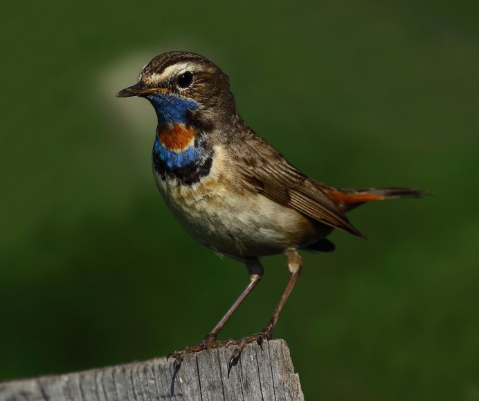 Соловей самец