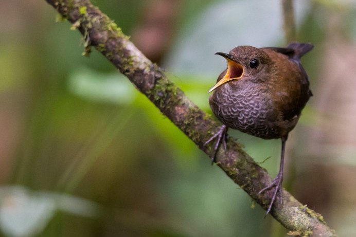 Варакушка самка