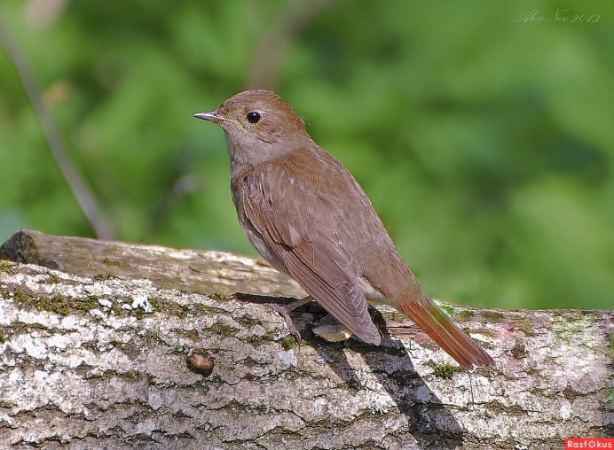 Синехвостка птица самка