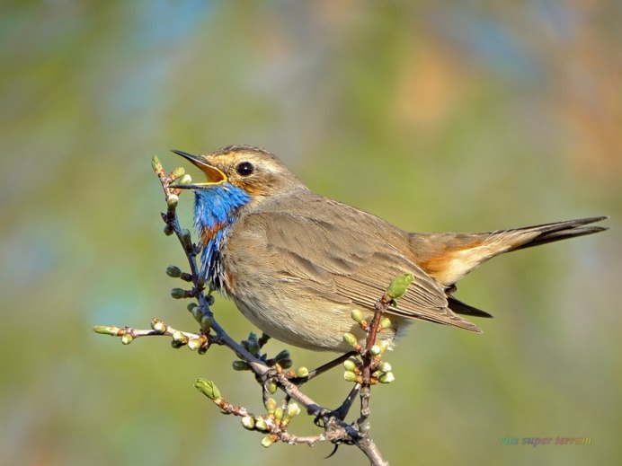 Птица варакушка самец самец