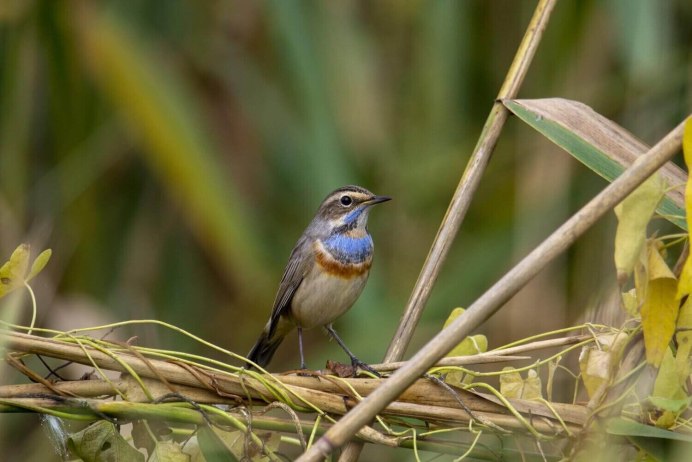 Варакушка самка