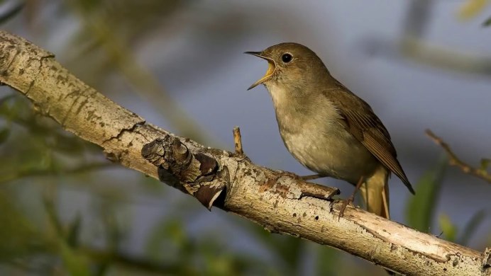 Серая Славка птица