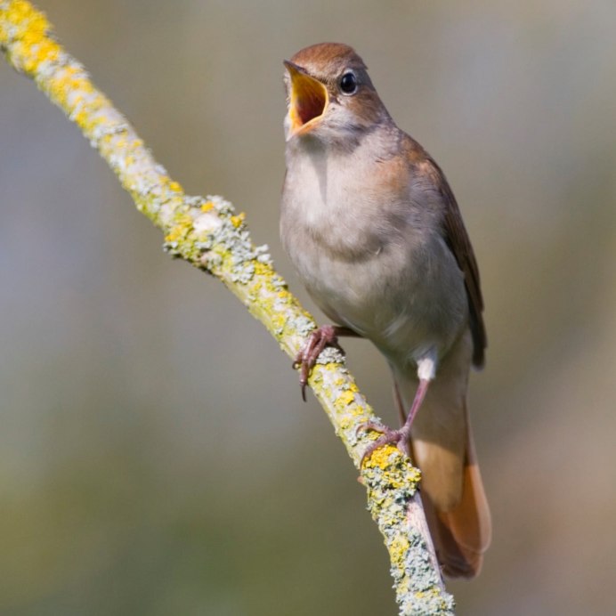 Соловьи поют заливаются