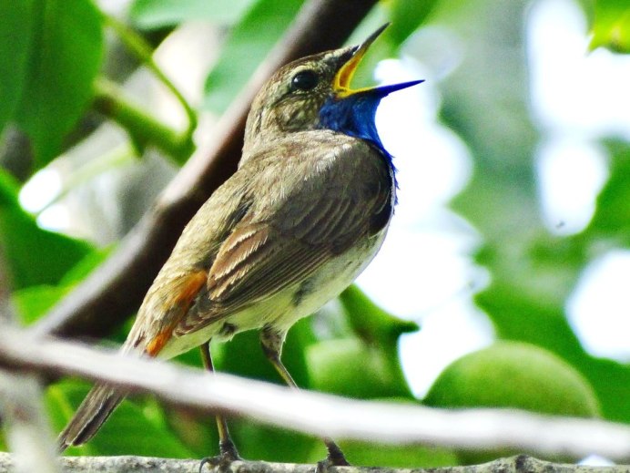 Клюв соловья