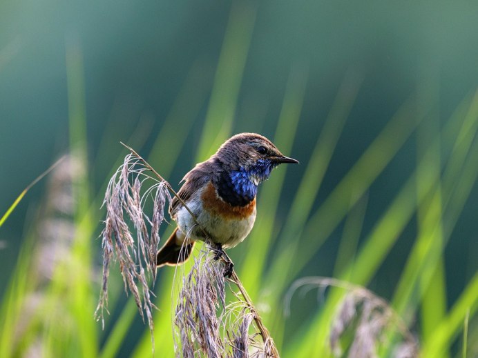 Горихвостка птица