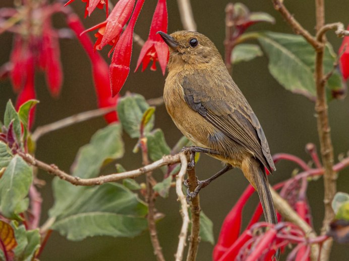 Птица нянька
