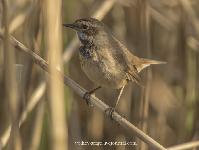 Соловей-красношейка Luscinia Calliope
