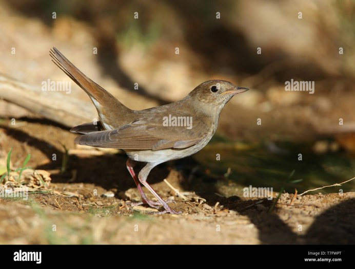 Соловей поет самец или самка