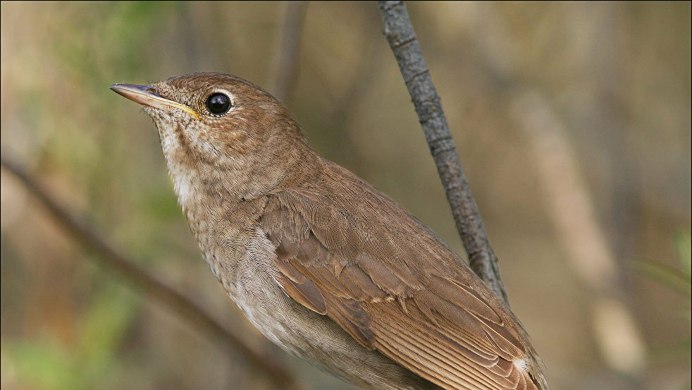 Варакушка самец