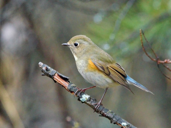 Дрозд рябинник самец