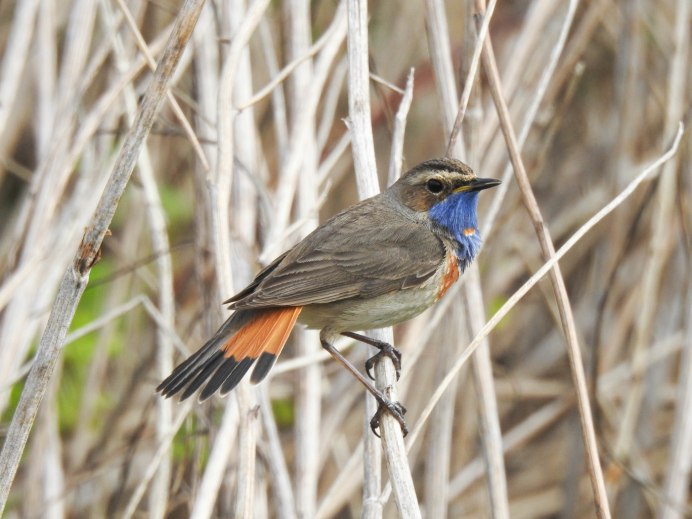Обыкновенная горихвостка (Phoenicurus Phoenicurus)