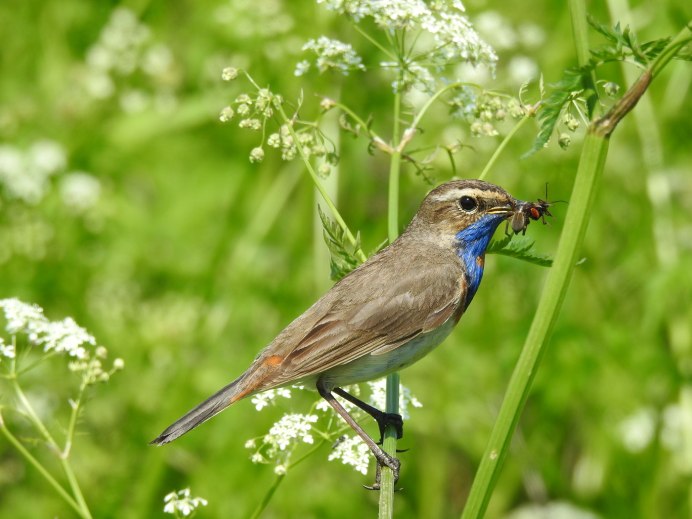 Птица с красной шейкой