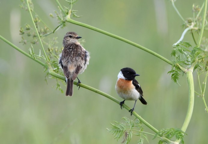 Соловей белошейка самец