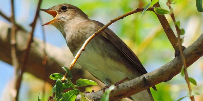 Соловей Перелетная птица или зимующая