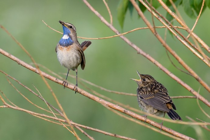 Певчая птичка варакушка