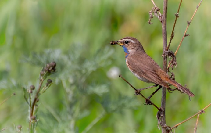 Белохвостая Горная Зарянка