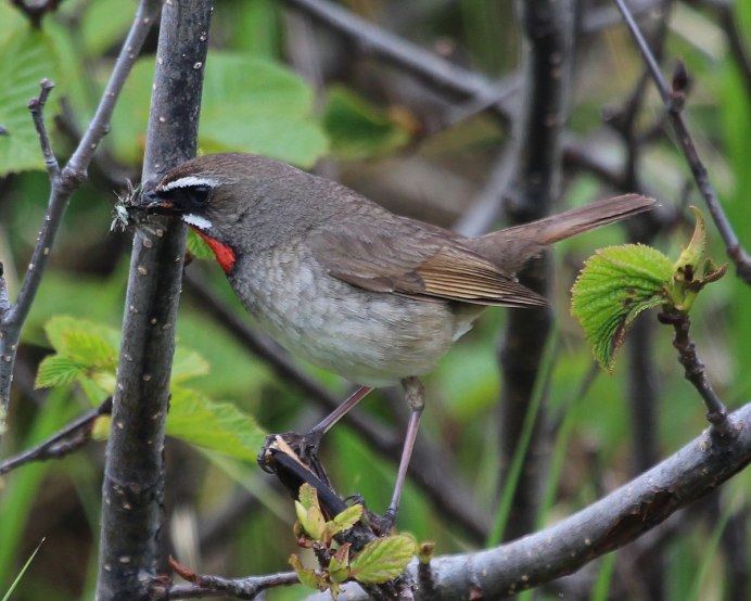 Обыкновенный Соловей Luscinia Luscinia