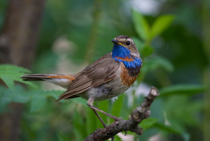 Мухоловка горихвостка птица