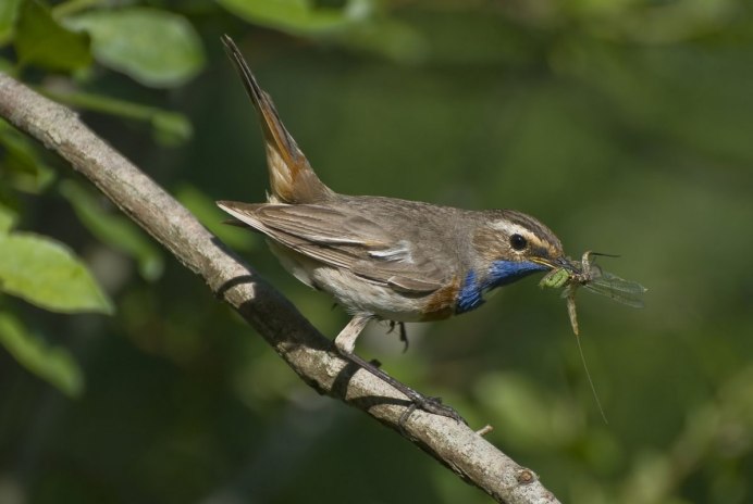 Кардиналы птицы самец и самка