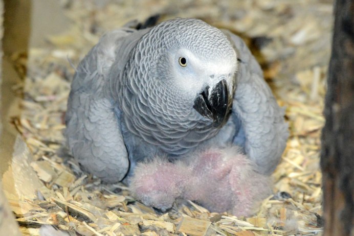 Королевский жако птенец
