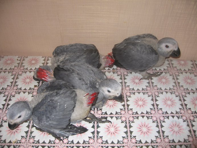Попугай жако купается