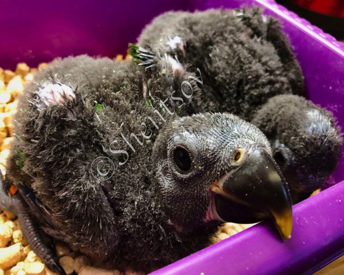 African Grey cloaca