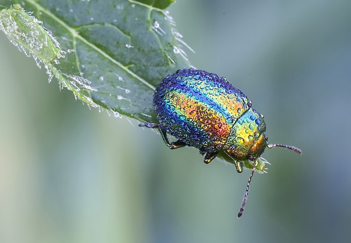 Chrysolina gypsophilae