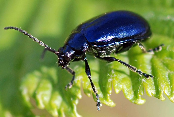 Chrysolina Americana