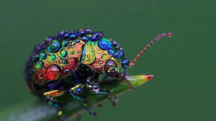 Chrysochus cobaltinus