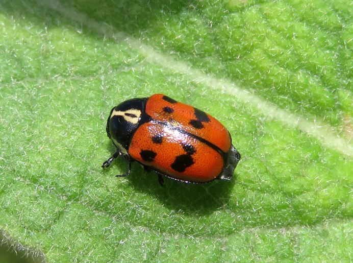 Листоед краснокаемчатый (Chrysolina sanguinolenta)