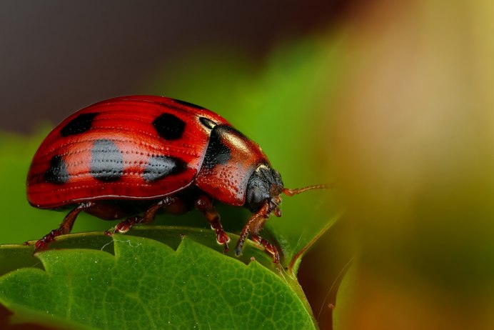 Chrysolina herbacea (Duftschmid, 1825)