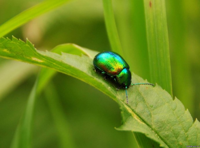Chrysolina (Chrysolina) graminis (Linnaeus, 1758)