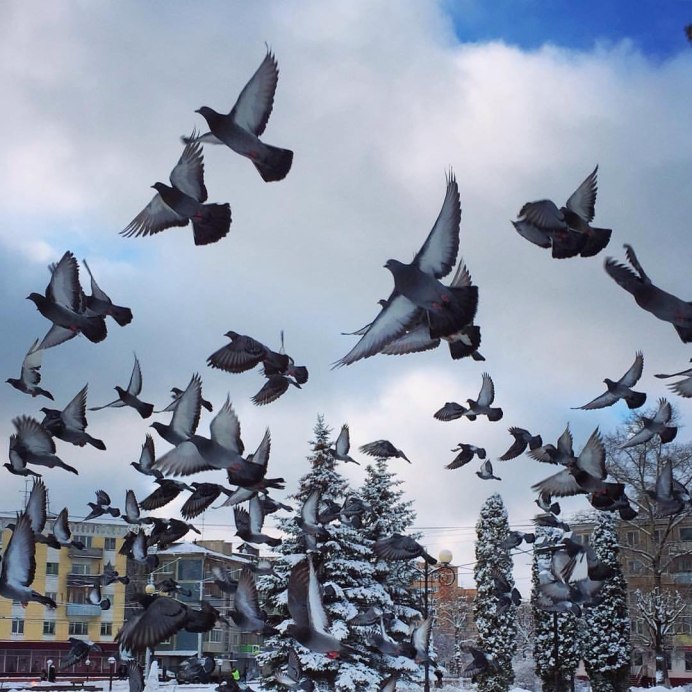 Птицы улетают